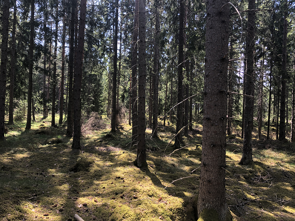 Området före avverkning