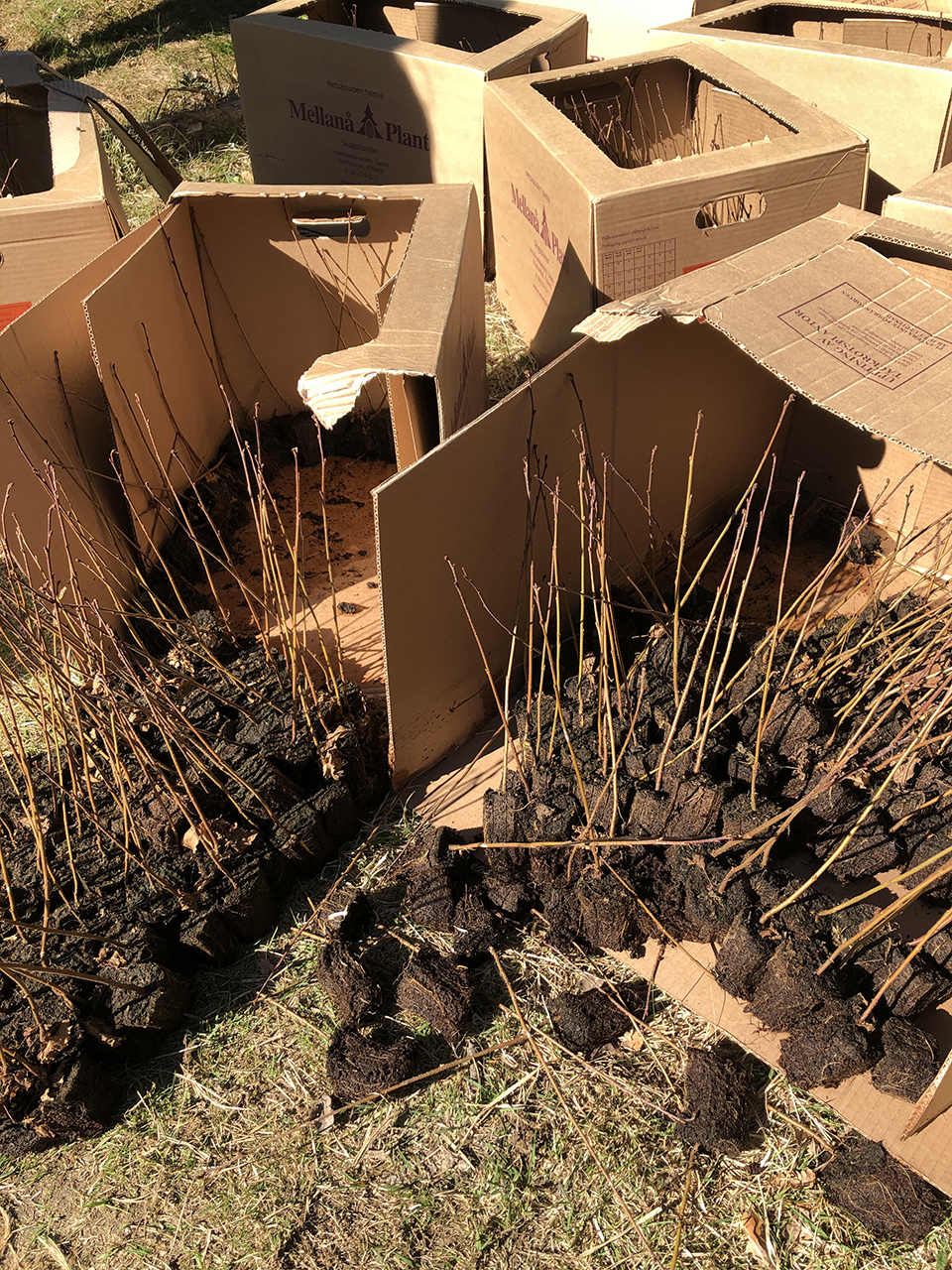 Pluggplantor för plantering