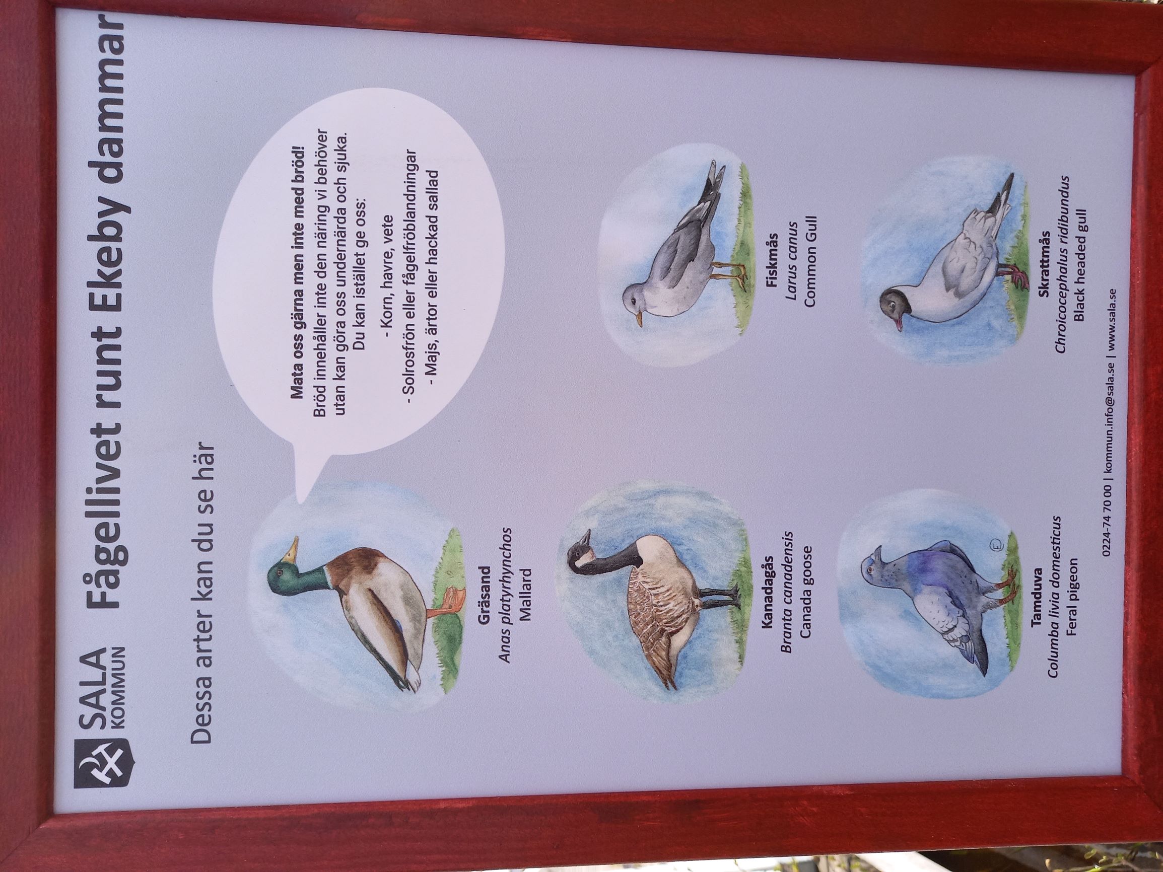 Skylt med illustrationer av fåglar och information om vad du kan mata fåglarna med.
