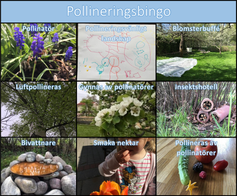 Ifylld bingobricka för pollineringsbingo.